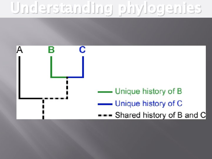 Understanding phylogenies 