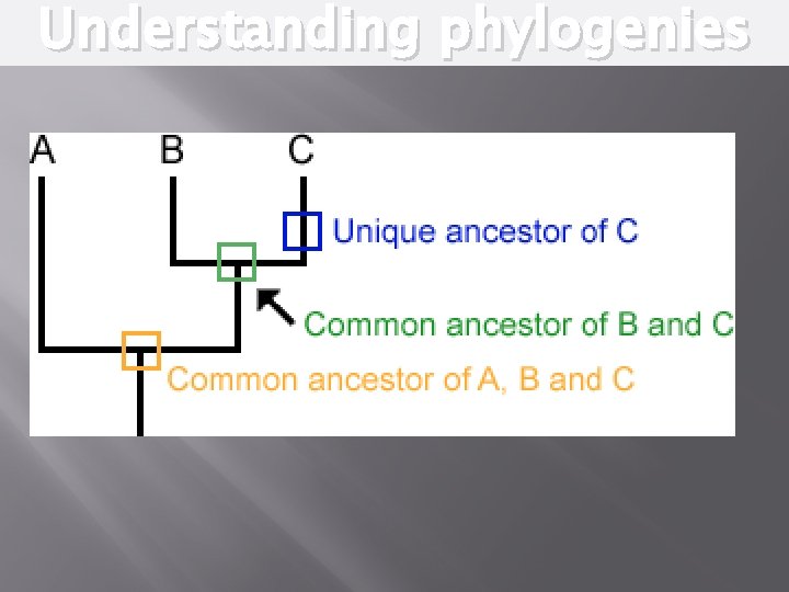 Understanding phylogenies 