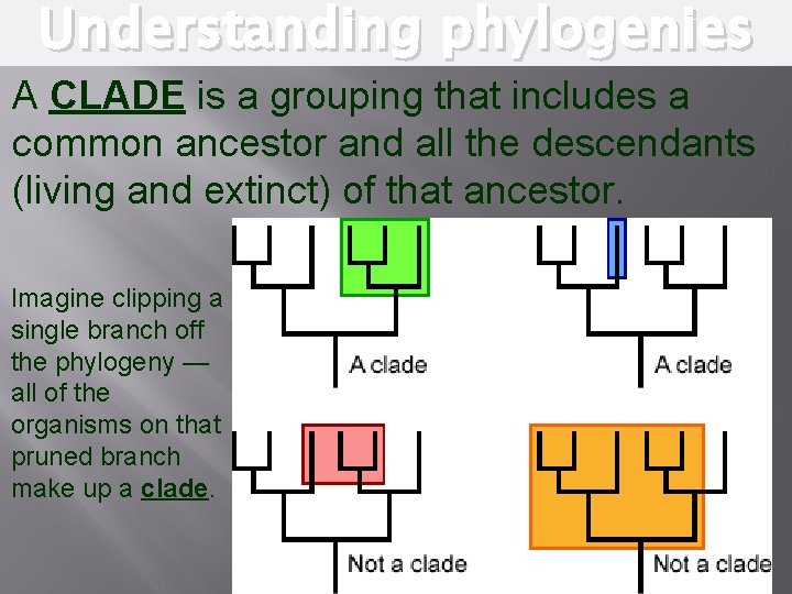 Understanding phylogenies A CLADE is a grouping that includes a common ancestor and all