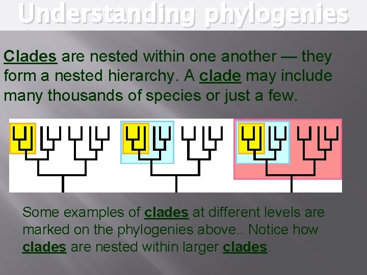 Understanding phylogenies Clades are nested within one another — they form a nested hierarchy.