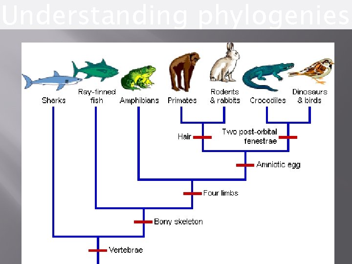 Understanding phylogenies 83 