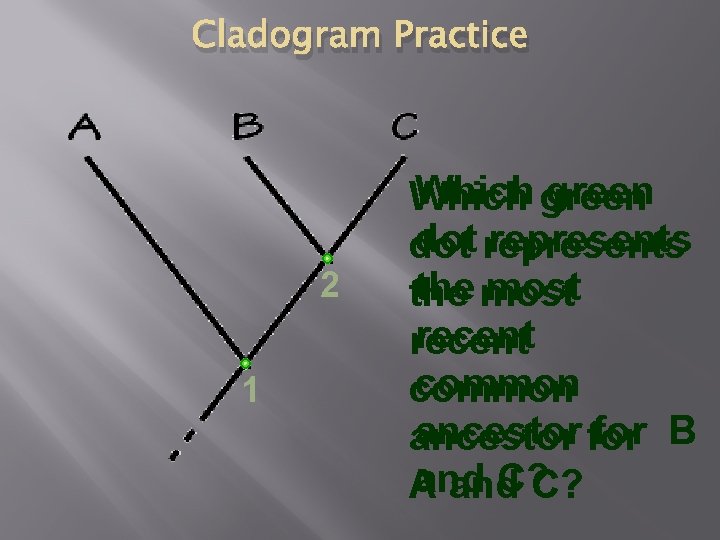 Cladogram Practice 2 1 Which green Which dot represents dot the most the recent
