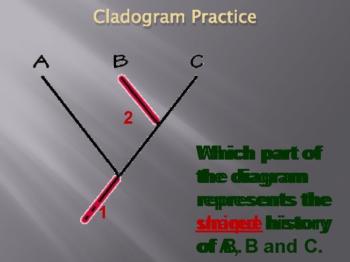 Cladogram Practice 2 1 Which part of of Which the diagram the represents unique