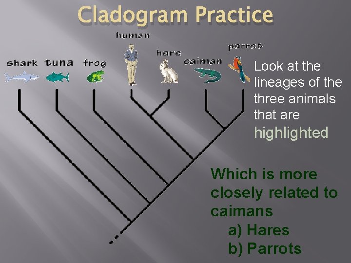 Cladogram Practice Look at the lineages of the three animals that are highlighted Which