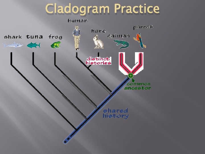 Cladogram Practice 