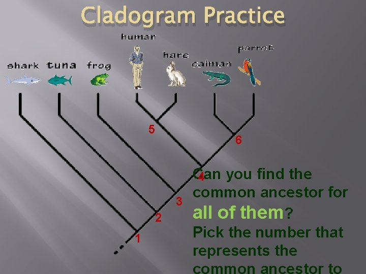 Cladogram Practice 5 6 3 2 1 Can you find the 4 common ancestor