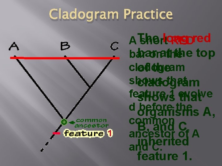 Cladogram Practice A The shortlong REDred bar the top bar onatthe cladogram of the