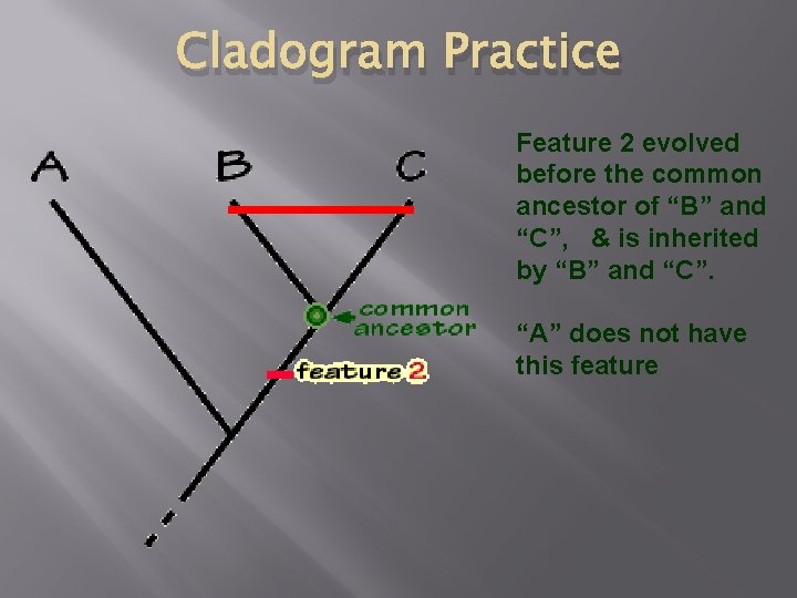 Cladogram Practice Feature 2 evolved before the common ancestor of “B” and “C”, &