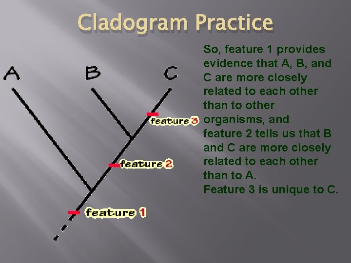 Cladogram Practice So, feature 1 provides evidence that A, B, and C are more