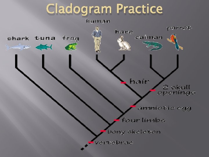 Cladogram Practice 