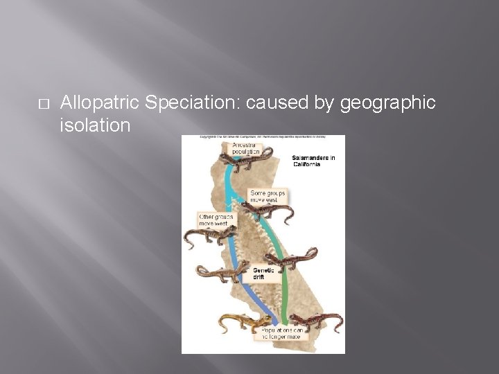 � Allopatric Speciation: caused by geographic isolation 