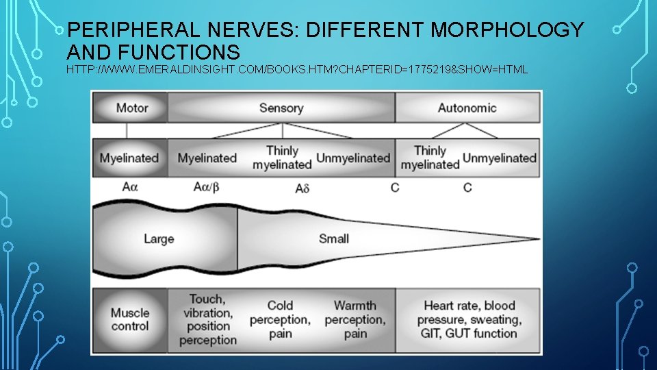 PERIPHERAL NERVES: DIFFERENT MORPHOLOGY AND FUNCTIONS HTTP: //WWW. EMERALDINSIGHT. COM/BOOKS. HTM? CHAPTERID=1775219&SHOW=HTML 