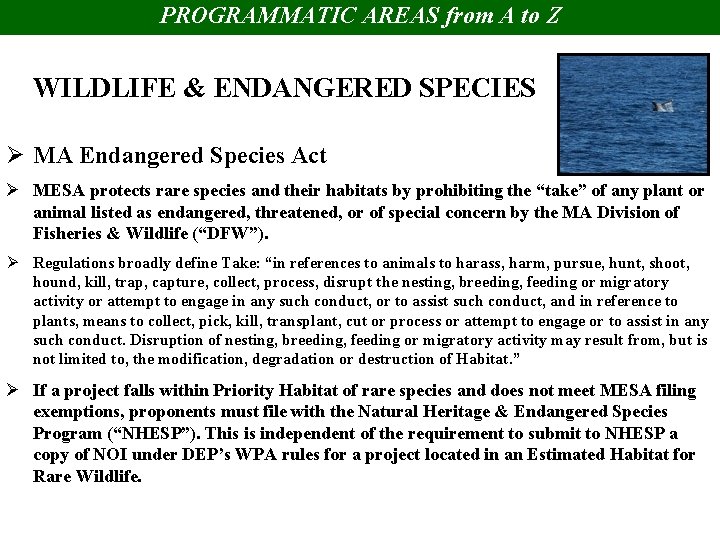 PROGRAMMATIC AREAS from A to Z WILDLIFE & ENDANGERED SPECIES Ø MA Endangered Species