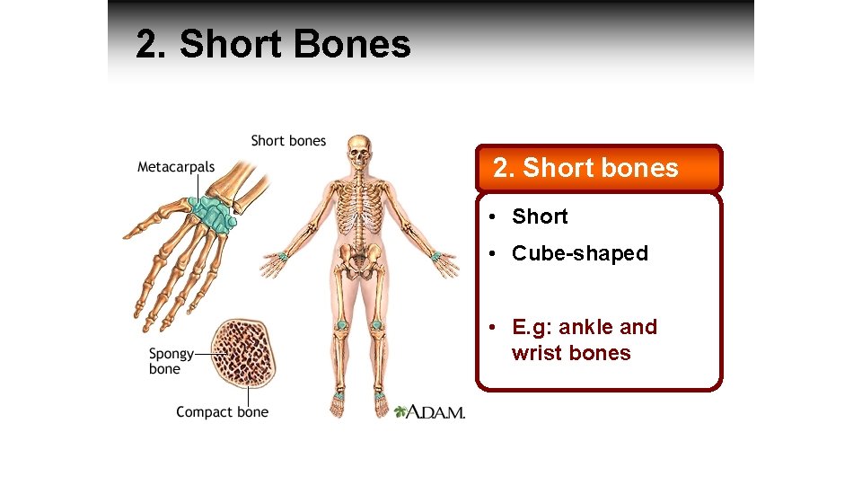 2. Short Bones 2. Short bones • Short • Cube-shaped • E. g: ankle