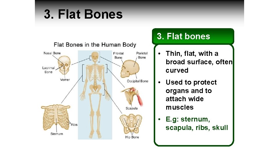 3. Flat Bones 3. Flat bones • Thin, flat, with a broad surface, often