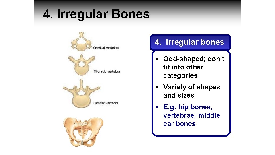 4. Irregular Bones 4. Irregular bones • Odd-shaped; don’t fit into other categories •