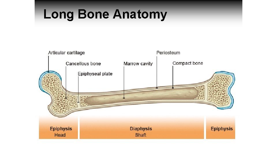 Long Bone Anatomy artilage 