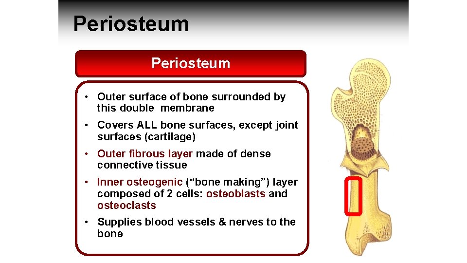 Periosteum • Outer surface of bone surrounded by this double membrane • Covers ALL