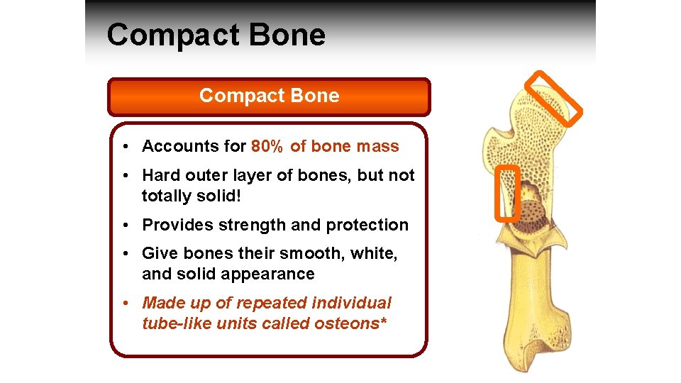 Compact Bone • Accounts for 80% of bone mass • Hard outer layer of