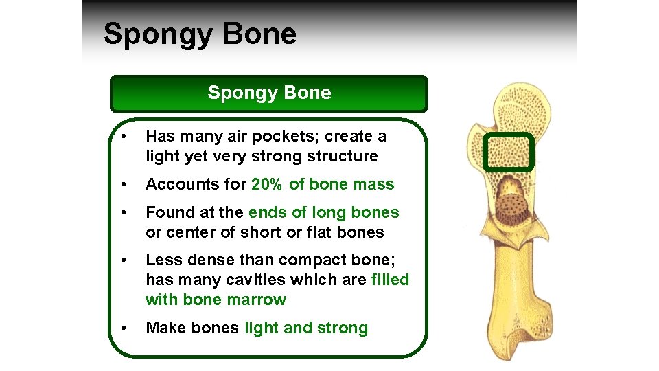 Spongy Bone • Has many air pockets; create a light yet very strong structure