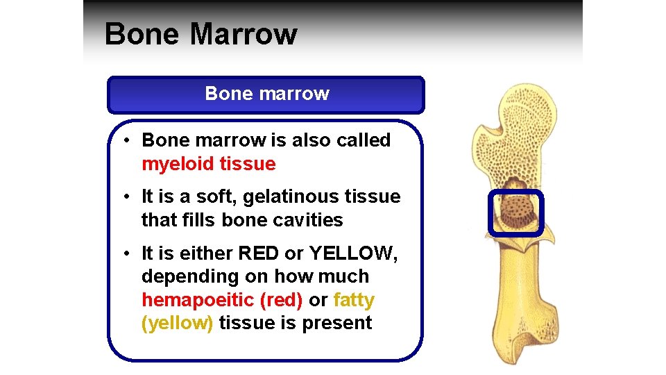 Bone Marrow Bone marrow • Bone marrow is also called myeloid tissue • It