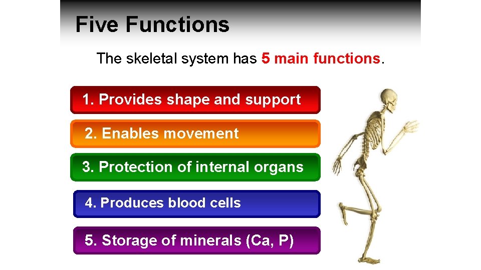 Five Functions The skeletal system has 5 main functions. 1. Provides shape and support