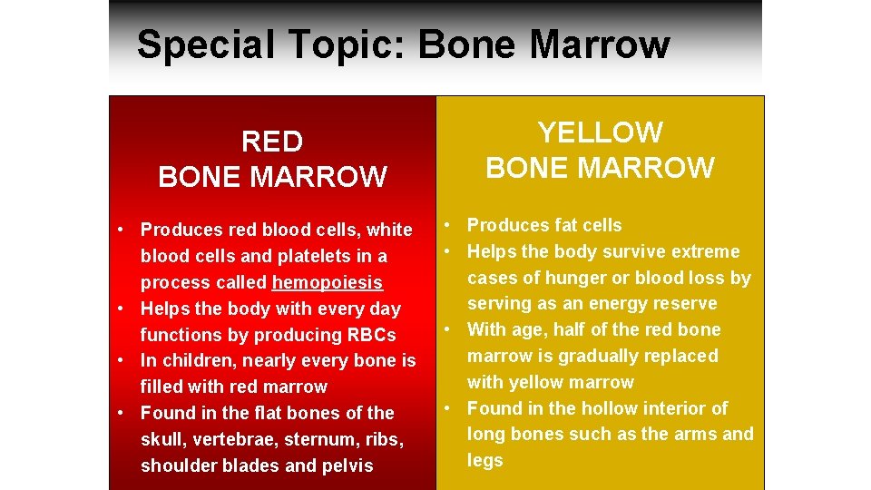 Special Topic: Bone Marrow RED BONE MARROW • Produces red blood cells, white blood