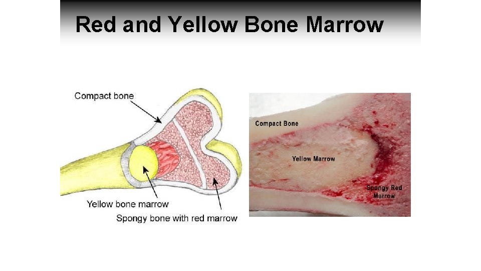 Red and Yellow Bone Marrow 