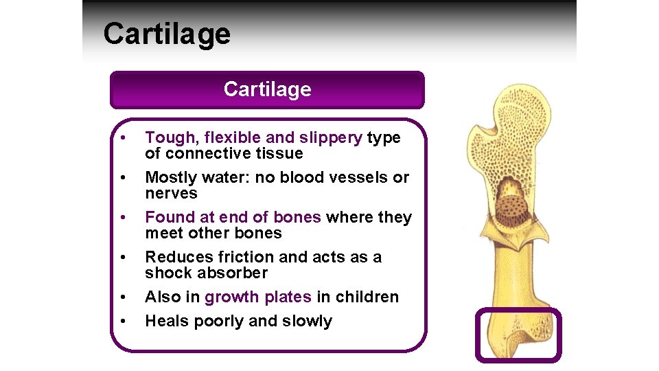 Cartilage • • • Tough, flexible and slippery type of connective tissue Mostly water: