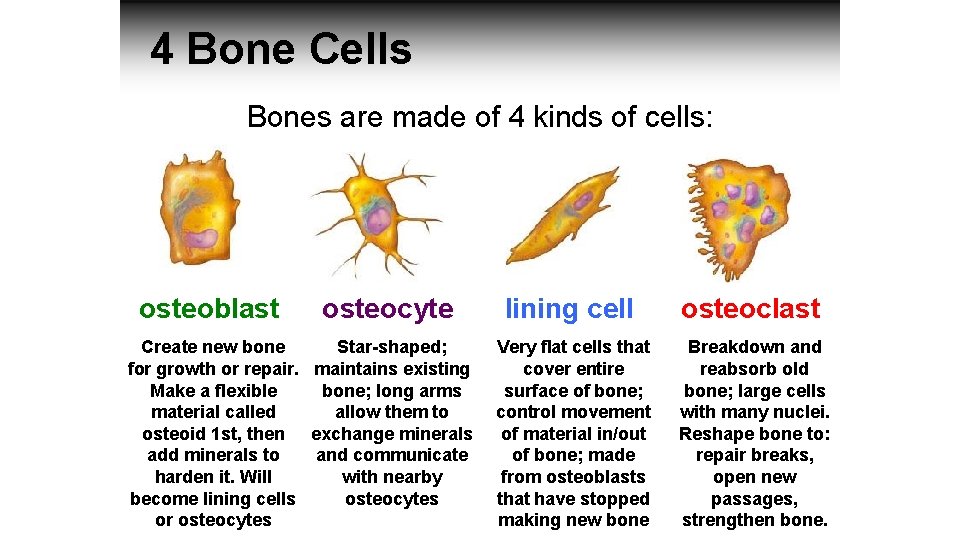 4 Bone Cells Bones are made of 4 kinds of cells: osteoblast osteocyte Create