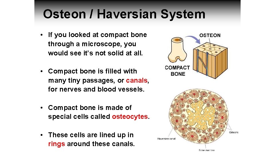 Osteon / Haversian System • If you looked at compact bone through a microscope,