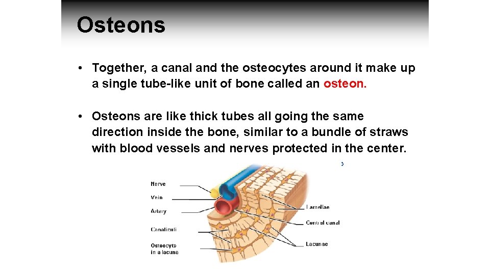 Osteons • Together, a canal and the osteocytes around it make up a single