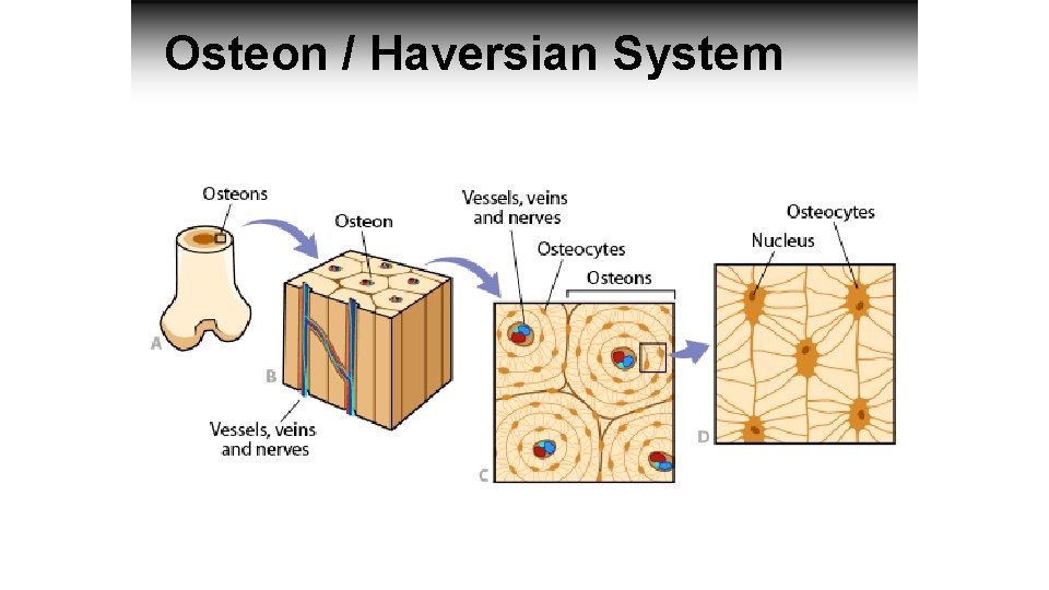 Osteon / Haversian System 