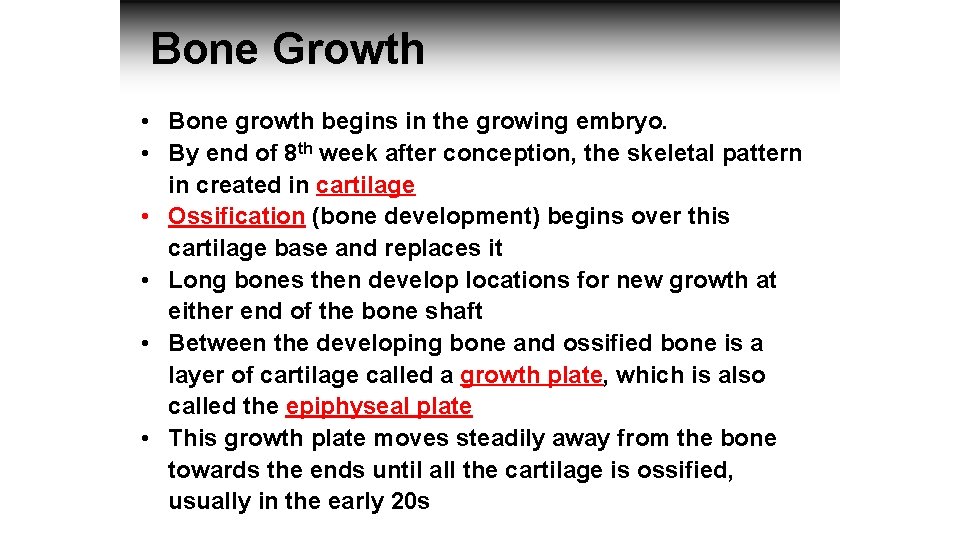 Bone Growth • Bone growth begins in the growing embryo. • By end of