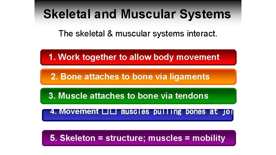 Skeletal and Muscular Systems The skeletal & muscular systems interact. 1. Work together to