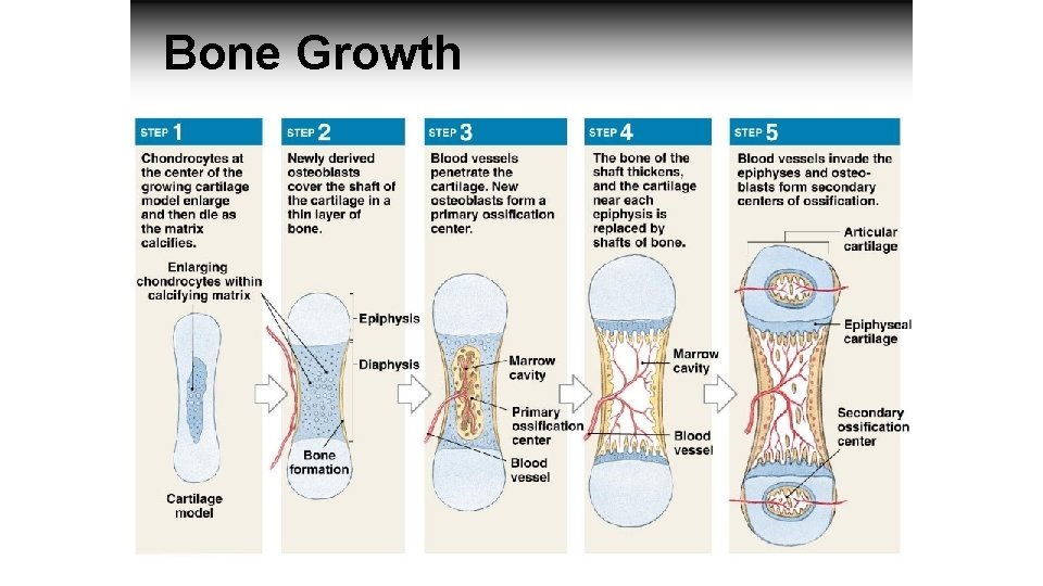 Bone Growth 