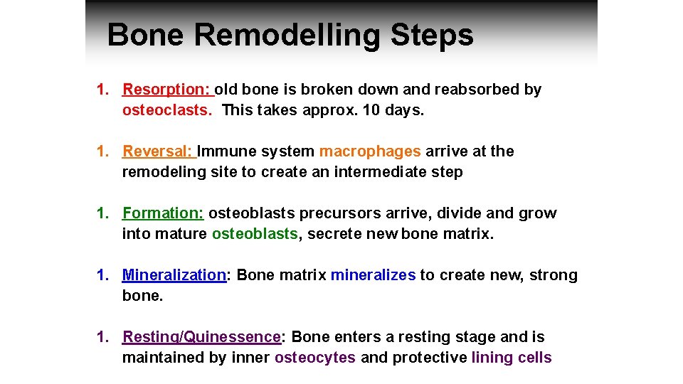 Bone Remodelling Steps 1. Resorption: old bone is broken down and reabsorbed by osteoclasts.