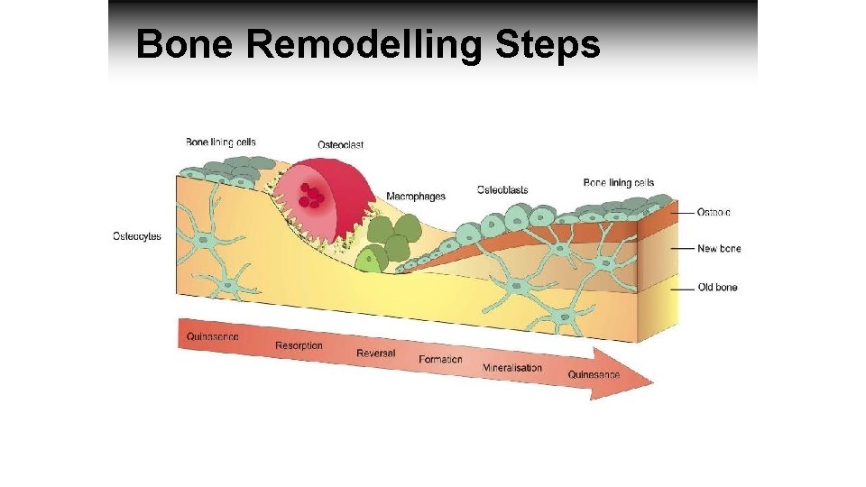 Bone Remodelling Steps 