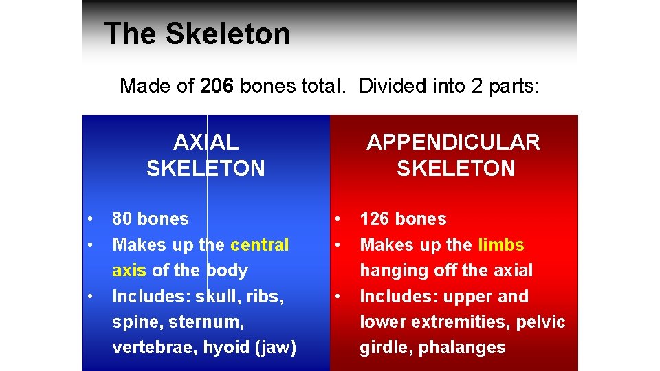 The Skeleton Made of 206 bones total. Divided into 2 parts: AXIAL SKELETON •