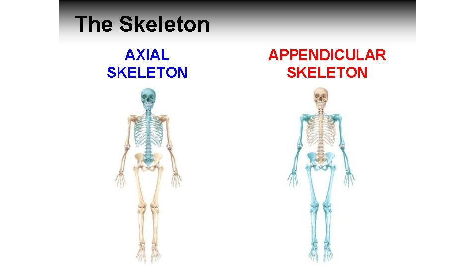 The Skeleton AXIAL SKELETON APPENDICULAR SKELETON 