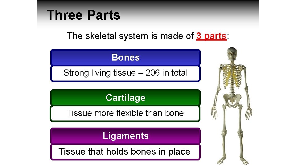 Three Parts The skeletal system is made of 3 parts: Bones Strong living tissue