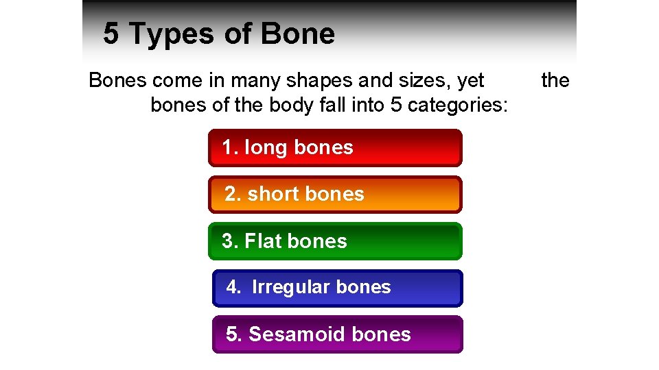 5 Types of Bones come in many shapes and sizes, yet bones of the