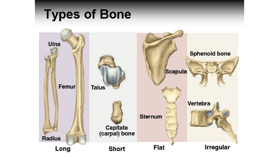 Types of Bone 