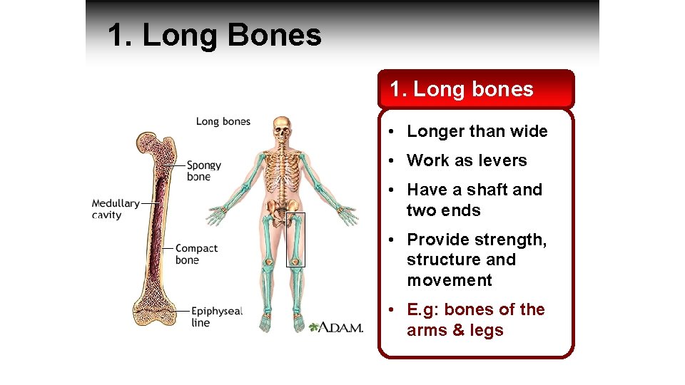 1. Long Bones 1. Long bones • Longer than wide • Work as levers