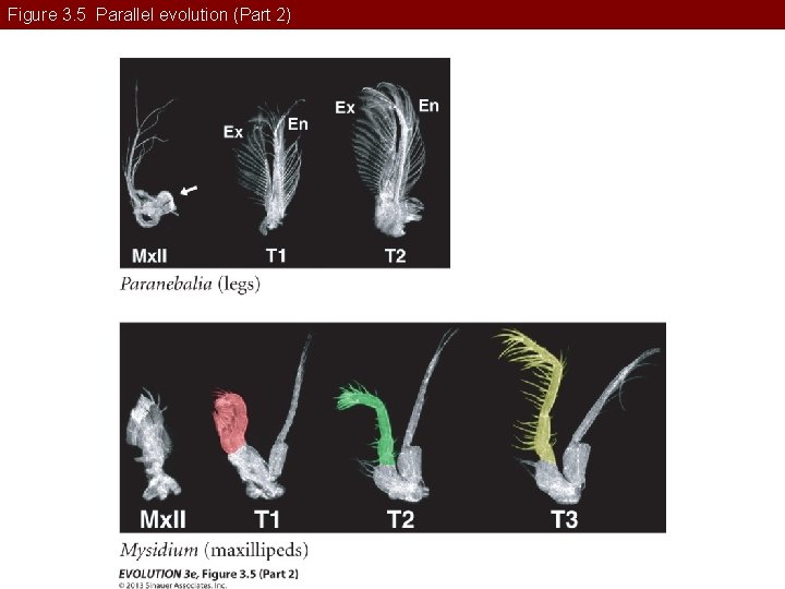 Figure 3. 5 Parallel evolution (Part 2) 