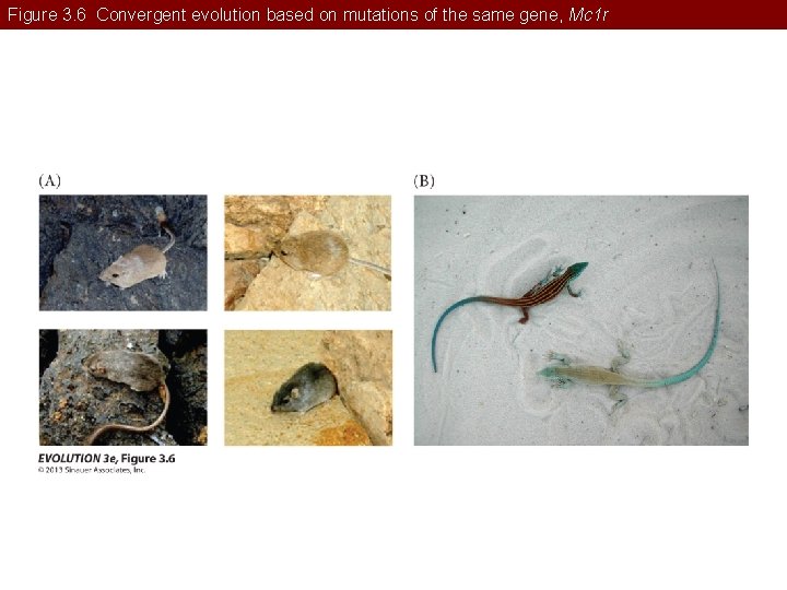 Figure 3. 6 Convergent evolution based on mutations of the same gene, Mc 1