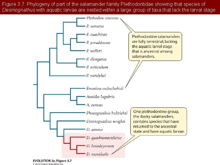 Figure 3. 7 Phylogeny of part of the salamander family Plethodontidae showing that species