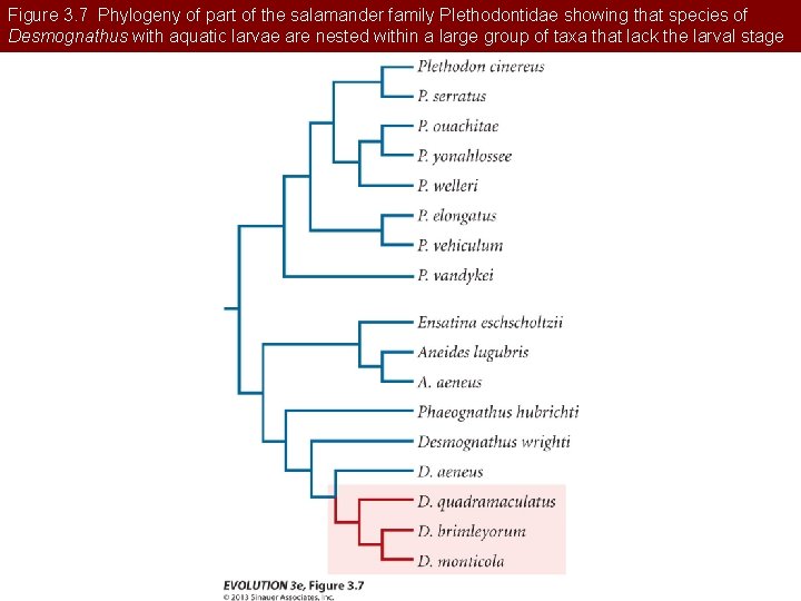 Figure 3. 7 Phylogeny of part of the salamander family Plethodontidae showing that species