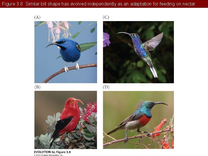 Figure 3. 8 Similar bill shape has evolved independently as an adaptation for feeding