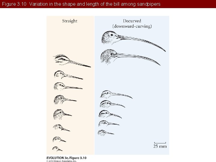 Figure 3. 10 Variation in the shape and length of the bill among sandpipers